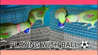 PLAYING WITH BALL || CUTE ALEXANDRIAN PARROTS || FULL ON GAME TIME || SOBUJ TIYA