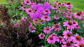 Weekly Walkabout & Garden Tour ~ So Much to See!!  Midsummer Dreamy Blooms 💚💜🩷