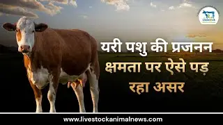 This is how it is affecting the reproductive capacity of this animal #cow #news #newstoday