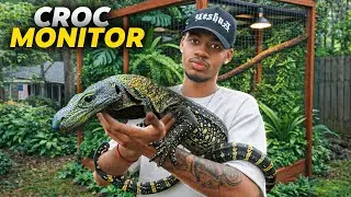 BUILDING A NEW ENCLOSURE FOR MY DREAM LIZARD&hellip; CROC MONITOR?