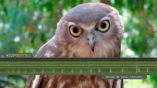 Barking Owl -  Sounds & Calls