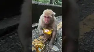 #shorts। monkey 🐒 is hungry eating cake with his baby 👶 must watch ⌚ this video 📹 😄