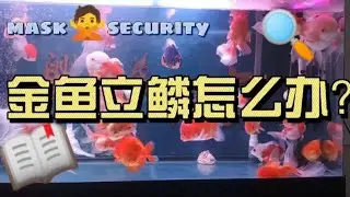 金鱼立鳞了怎么办？兰寿泰狮珍珠红帽金鱼，养鱼心得，养鱼养心