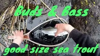 Sea trout on spinner river tay estuary river fishing scotland uk