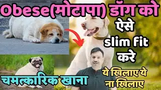 What should be fed to an overweight obese dog? Obese dog loses weight. How to make dog thin?