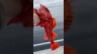 You know what this is? #rockfish #deepsea #2000feet #deepblue #fishingvideo #fishing #fishalaska