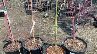 Episode 47: Winter Interest Coral Bark Maples