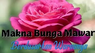 Makna Warna Bunga Mawar yang perlu Anda ketahui