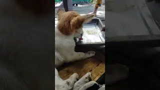 Abandoned puppy rescued, suffering leg injury #dog #aspin #rescue