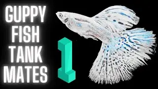 Guppy Fish Care &ndash; 20 Best Guppy Fish Tank Mates - Part 1