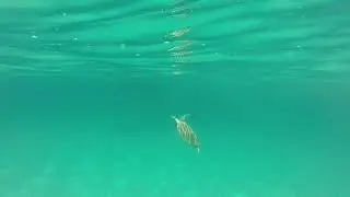 Swimming turtle - turtle bay, Pulau Redang