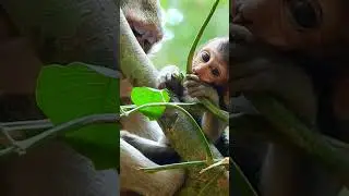 #monkeybaby  #monkeyangkor