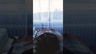 #morning #sunny #window #Yoka #cat #maincoonmix #beautiful #music