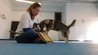 Teaching your dog to file her nails