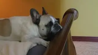 Fenchies are the best guard dogs and have best hearing!