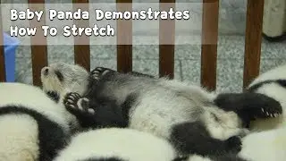 Baby Panda Demonstrates How To Stretch | iPanda