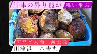 【基吉丸】海士漁！舵子目線！川津伝統舵子を使った素潜り！アワビ大漁！ほら大漁！