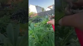 Topping Cannabis Plants