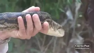 Nagini