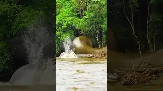 why you should run away from an anaconda when you see one #snake #river #anaconda #fear #snakevideo