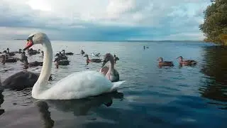 LOUGH NEAGH IRELAND