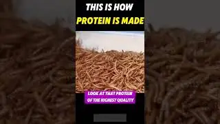 This is how protein powder is made