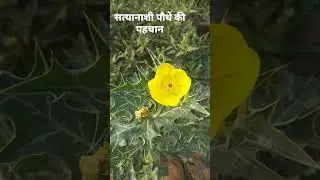 सत्यानाशी , भड़भाड़ , Argemone mexicana Magical plant.