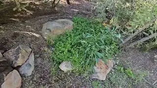 Bee Garden 