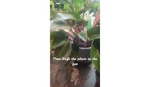 Moonlight Philodendron #repotting Technique #gardecoz #india #plants #home #garden#gardening
