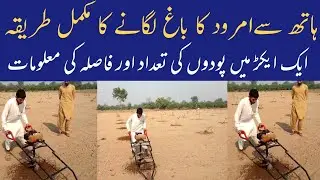 How to start Guava farming in Pakistan | how to grow guava tree from cuttings | अमरुद की कलम