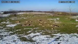 Titelski breg - Ustanova za zaštitu prirode – stream live