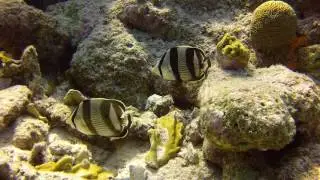 Banded Butterfly fish