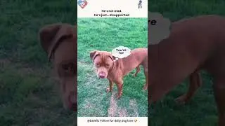 #Shorts#FunnyDogs#DogReactions#Relatable#DogLife