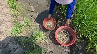 Giải cứu cá mắc cạn (T181) 