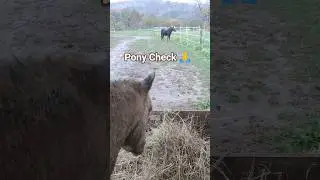 Pony Hengst Final frisst ruhig 🐴 Ori checkt die Stuten 👀🌧️ #pferde #pony