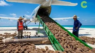 They DROPPED THOUSANDS of MICE on GUAM &ndash; The RESULTS SHOCKED the WORLD