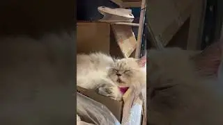 Мышление жертвы