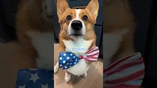 He&rsquo;s a patriotic potato🥔🦅🇺🇸#corgi#4thofjuly2025#dog#funny#holiday#eagle#america#random#subscribe