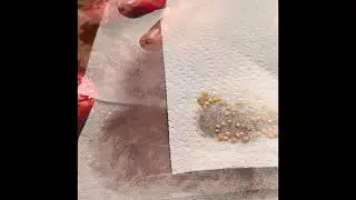 Prep seeds from a ripe tomato using the paper towel method 