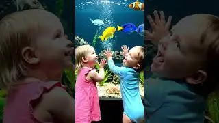 Little Explorers Enjoying the Colorful Fish Tank || Baby Shark || Kids Hub