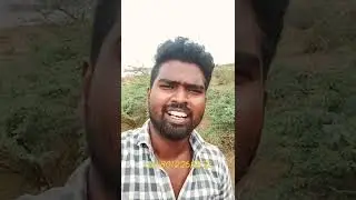 cippiparai dog sale one year old l original native dog breeds sale l Kundu palpu boys
