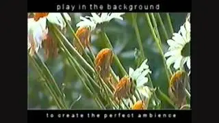 The Human Abstrace commentary - Blake .wmv