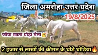 जोया खाता घोड़े घोड़ियों का आज का बाजार बहुत सस्ता रहा‼️ दो हजार से लाख रुपए तक का पशु मेले में आया🥳
