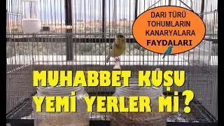 KANARYALAR Muhabbet Kuşu Yemi Yer Mi ? Kanarya Beslenmesinde DARILARIN ÖNEMİ