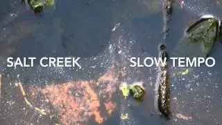 Salt Creek - Slow Tempo - The Bluegrass Jam