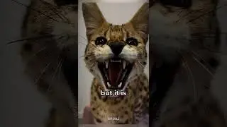 The Serval Cat Traits and Pet Considerations 😍