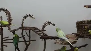 Ein Leiterchen f&uuml;r M&uuml;cke 😄