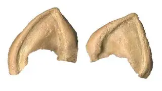 Spock's 'Star Trek III' ear tips can be yours