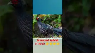 #jammu kashmir new ut bird #shorts💯💥💥💯 # shorts