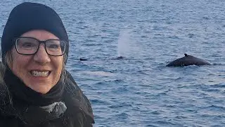 Наблюдение за китами в Исландии